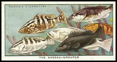 41 Nassau Grouper
